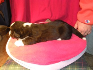 NY indy shot cookiefudge 014