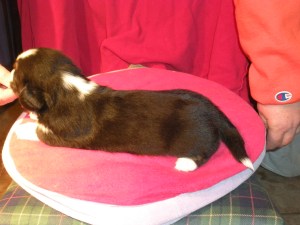 NY indy shot cookiefudge 020