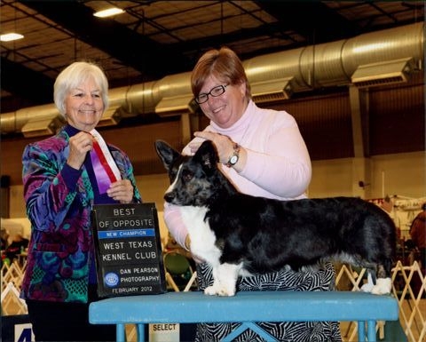 Ch Arylan Flying the Colors at Solstices