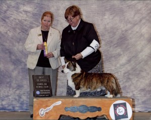 Best of Breed - Hobbs Kennel Club