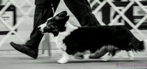wpid-corgi_group_albuq_2012-2_ZF-6944-70818-1-001_.jpg