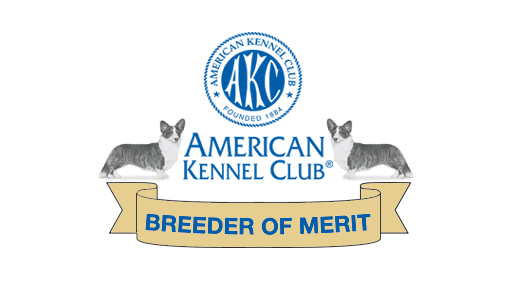 BoM_web_CardWelshCorgi