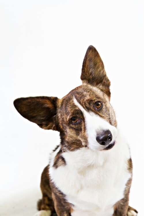 CardiganWelshCorgi3_head.JPG image