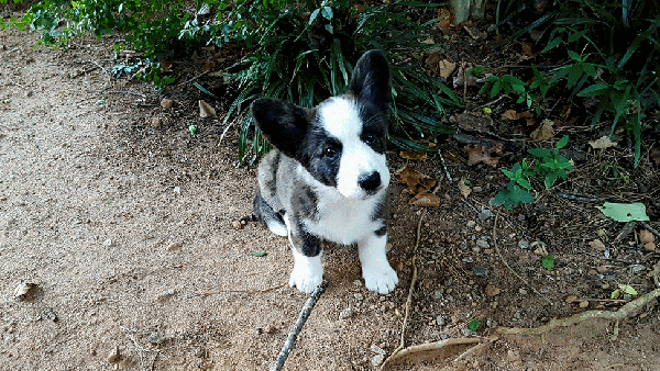 20161009_184727-animation