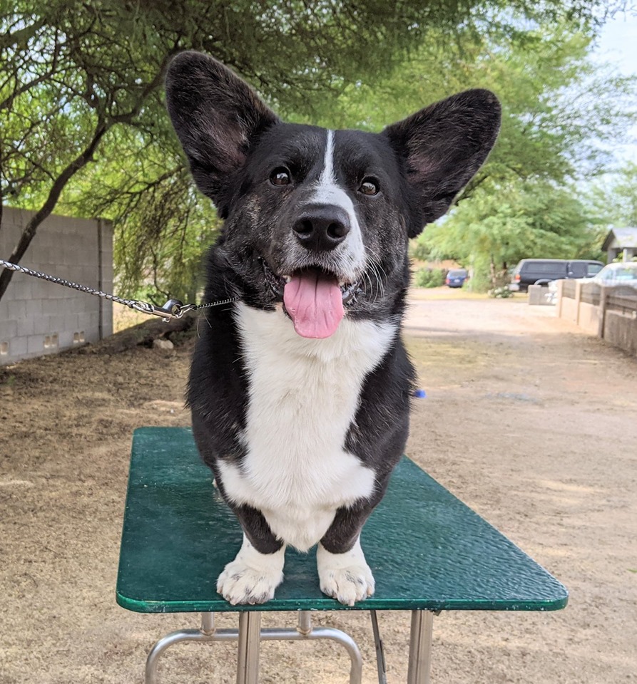 117388070_736281393880152_1989863103335890232_n